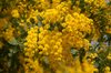 20060401_shimizupark_007